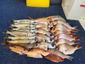 Teraglin and other fish caught on True blue fishing charters
