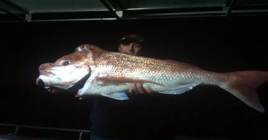 Snapper fishing gold coast