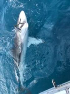 catching sharks Gold coast