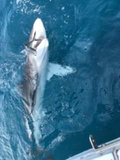 catching sharks Gold coast