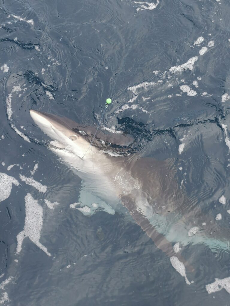 shark fishing gold coast