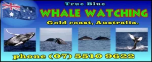 Whale watching