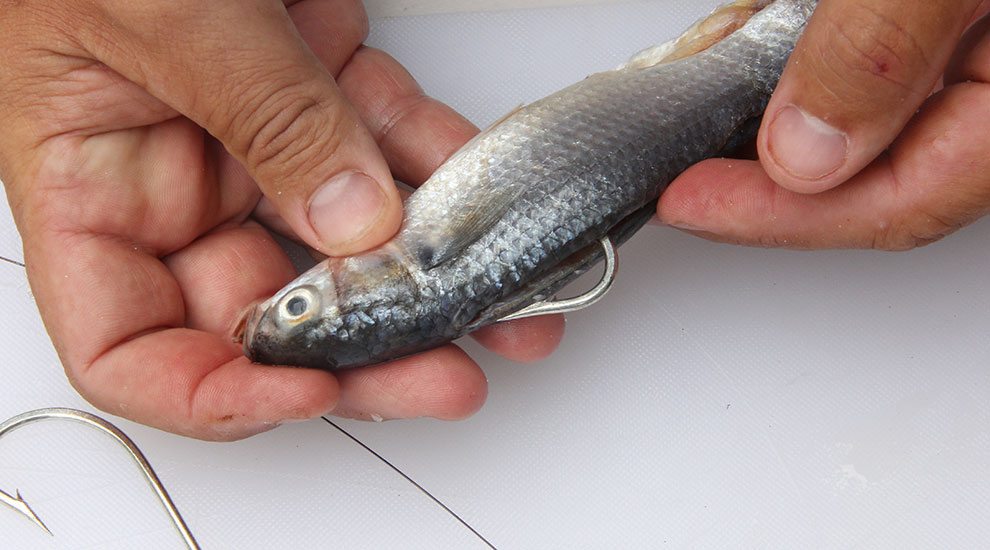 Beach Fishing Gold Coast True Blue Fishing