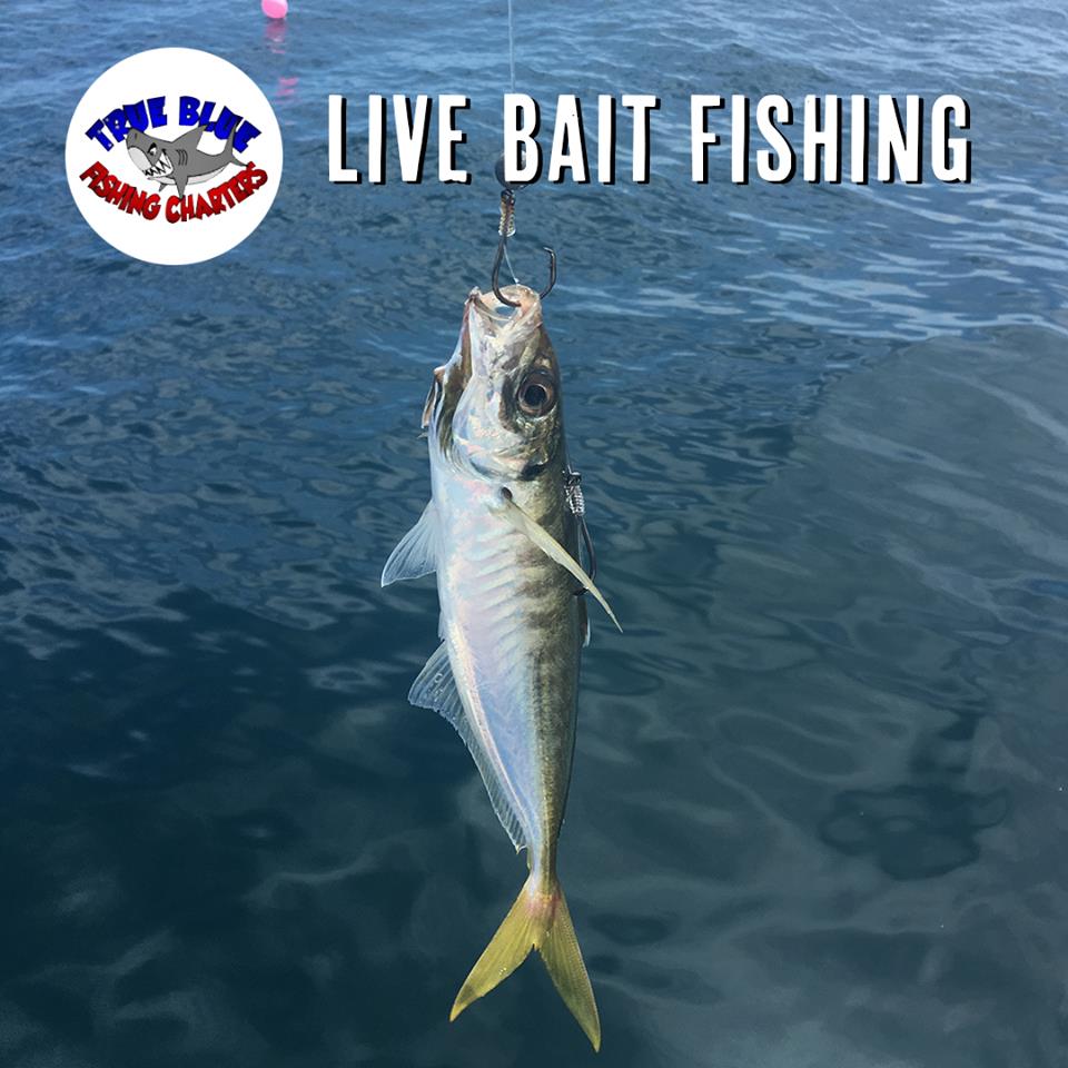 Live bait fishing Gold coast
