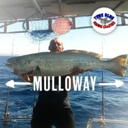Mulloway