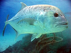 Gold coast giant trevally