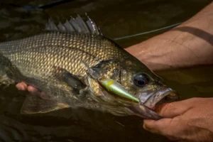 freshwater fishing Gold Coast