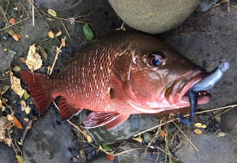 inshore fishing Gold coast