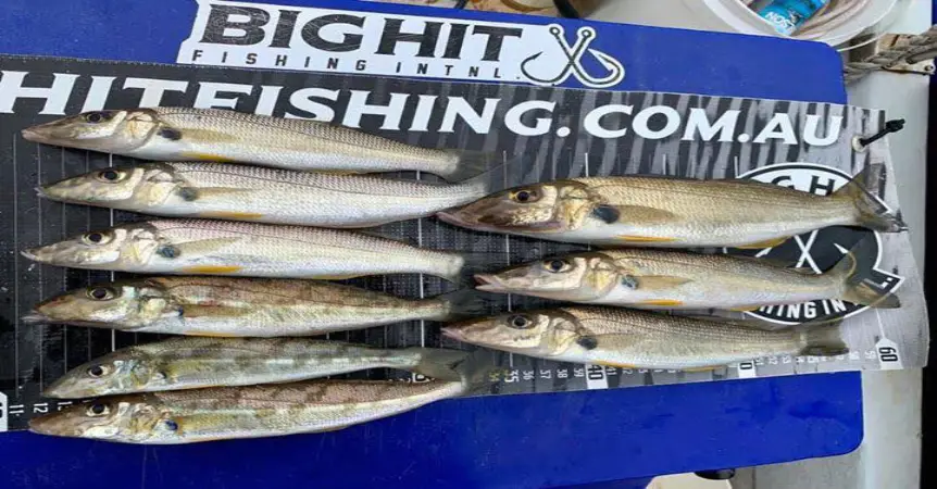 Gold Coast Calm Water Fishing Charters