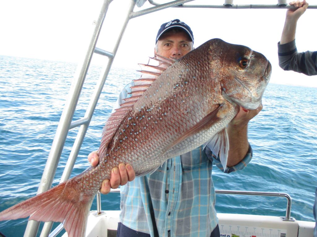 snapper