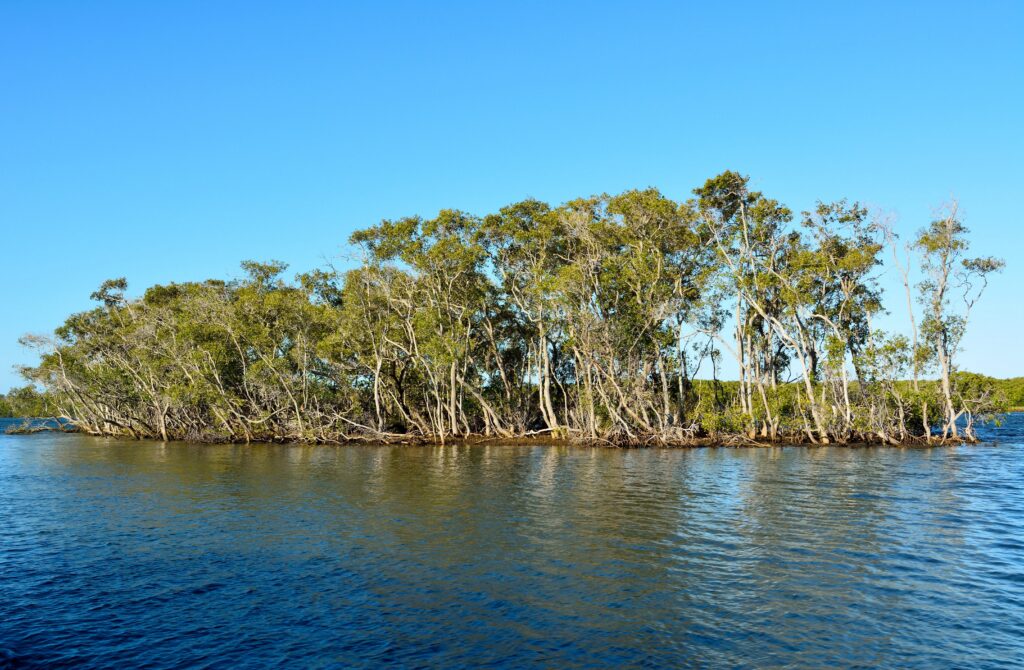 gold coast mangroves