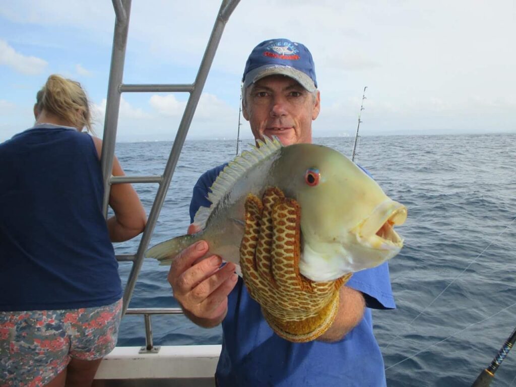venus tuskfish caught on gold coast reefs