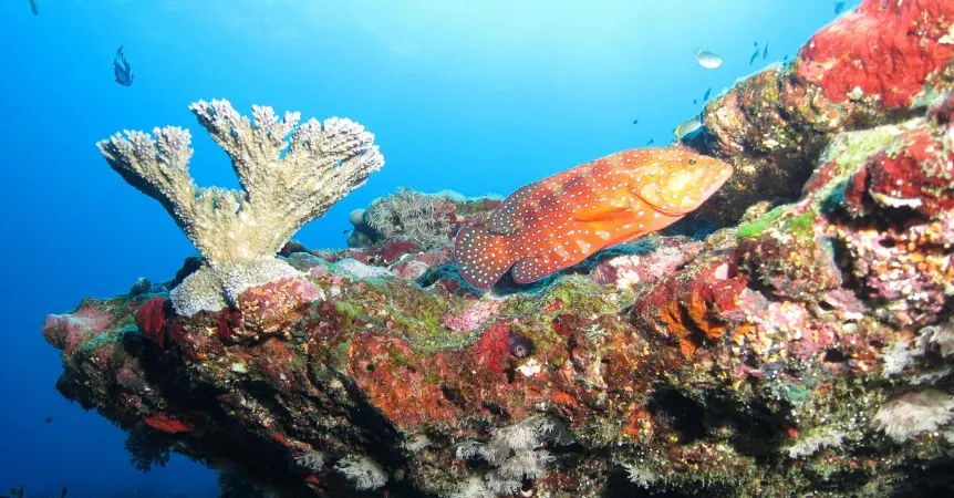 Exploring the Best Reef Fishing Charters in Australia: From Bermagui to Darwin