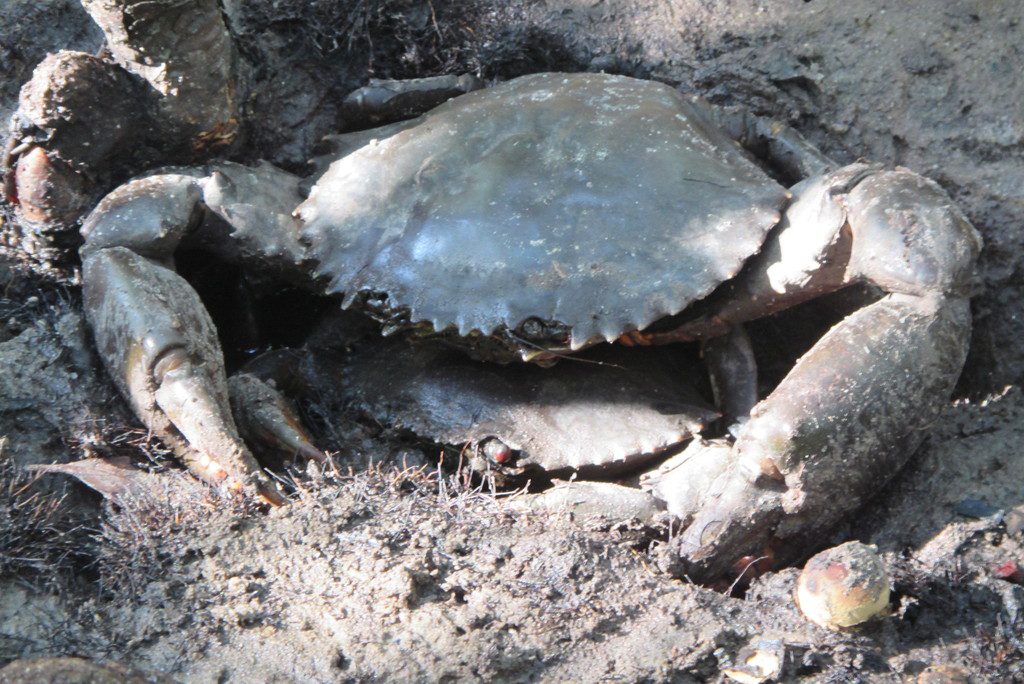 mud crabbing