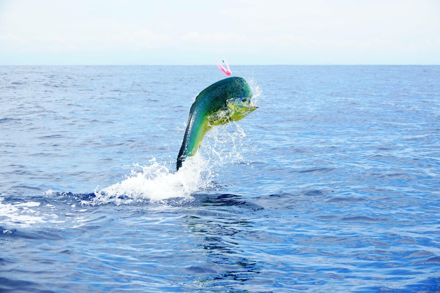 Mahi-Mahi Fishing at Gold Coast FADs: The Definitive Guide