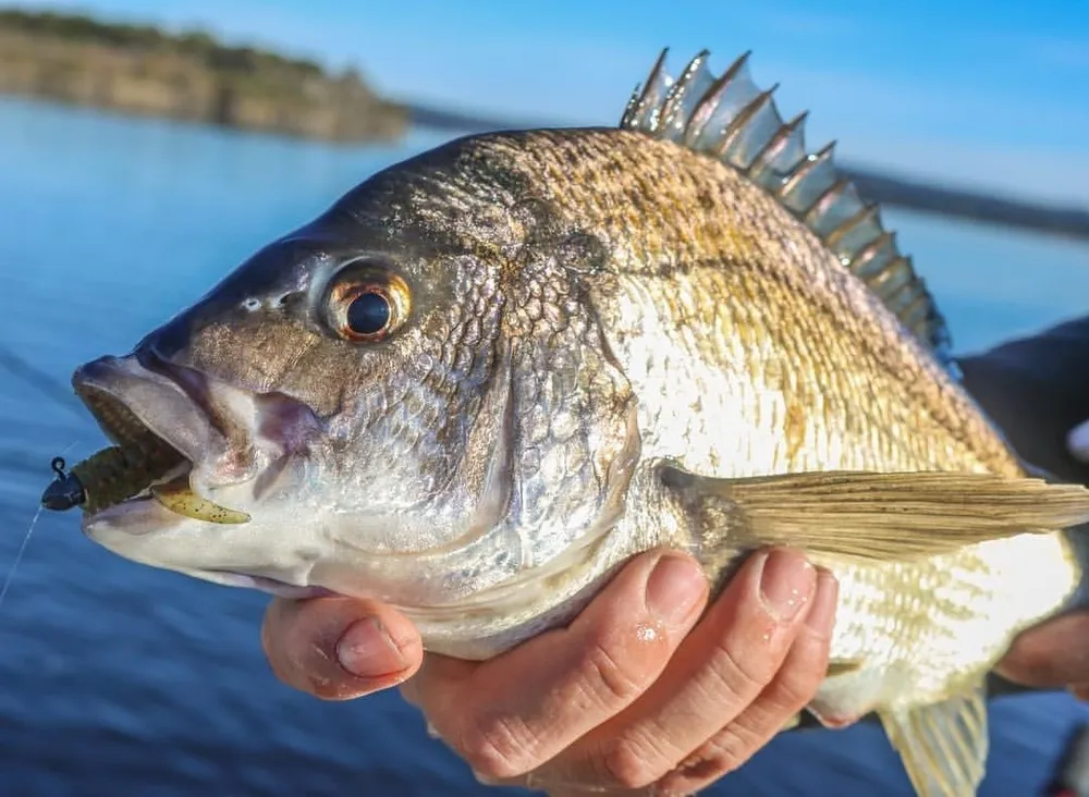 Gold coast canal fishing