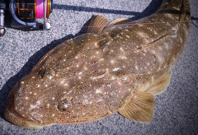 Gold coast canal fishing