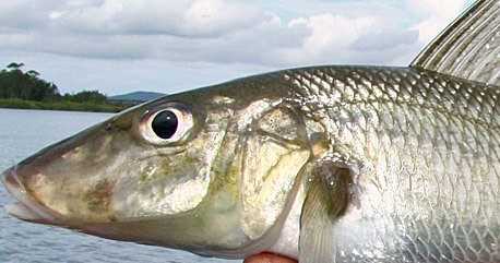 canal fishing