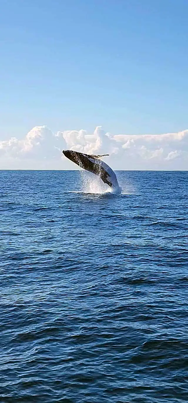 Happy guests holding their catch on a Gold Coast deep sea fishing charter with True Blue Fishing