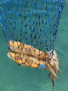 Meet the Common Squid Species of the Gold Coast