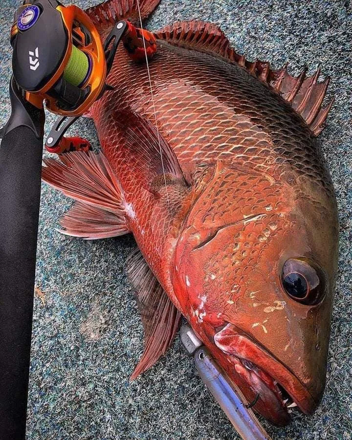 Gold Coast Canal Fishing