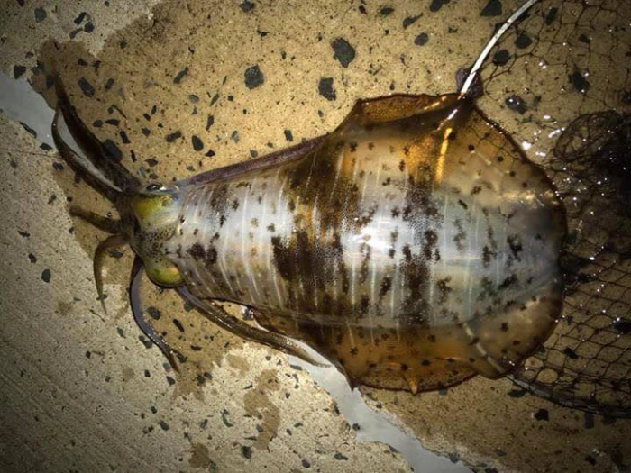 Squid Fishing Gold Coast