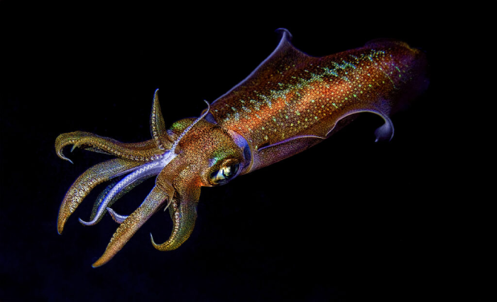 The Squid Life Cycle and Spawning