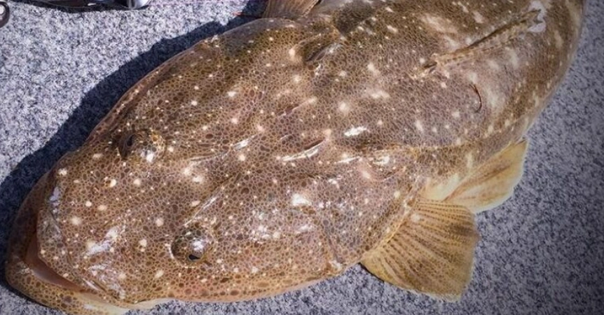 The Ultimate Guide to Gold Coast Canal Fishing: Tips, Techniques, and Top Spots