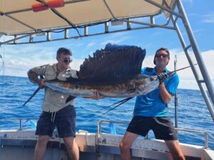 Gold coast sailfish