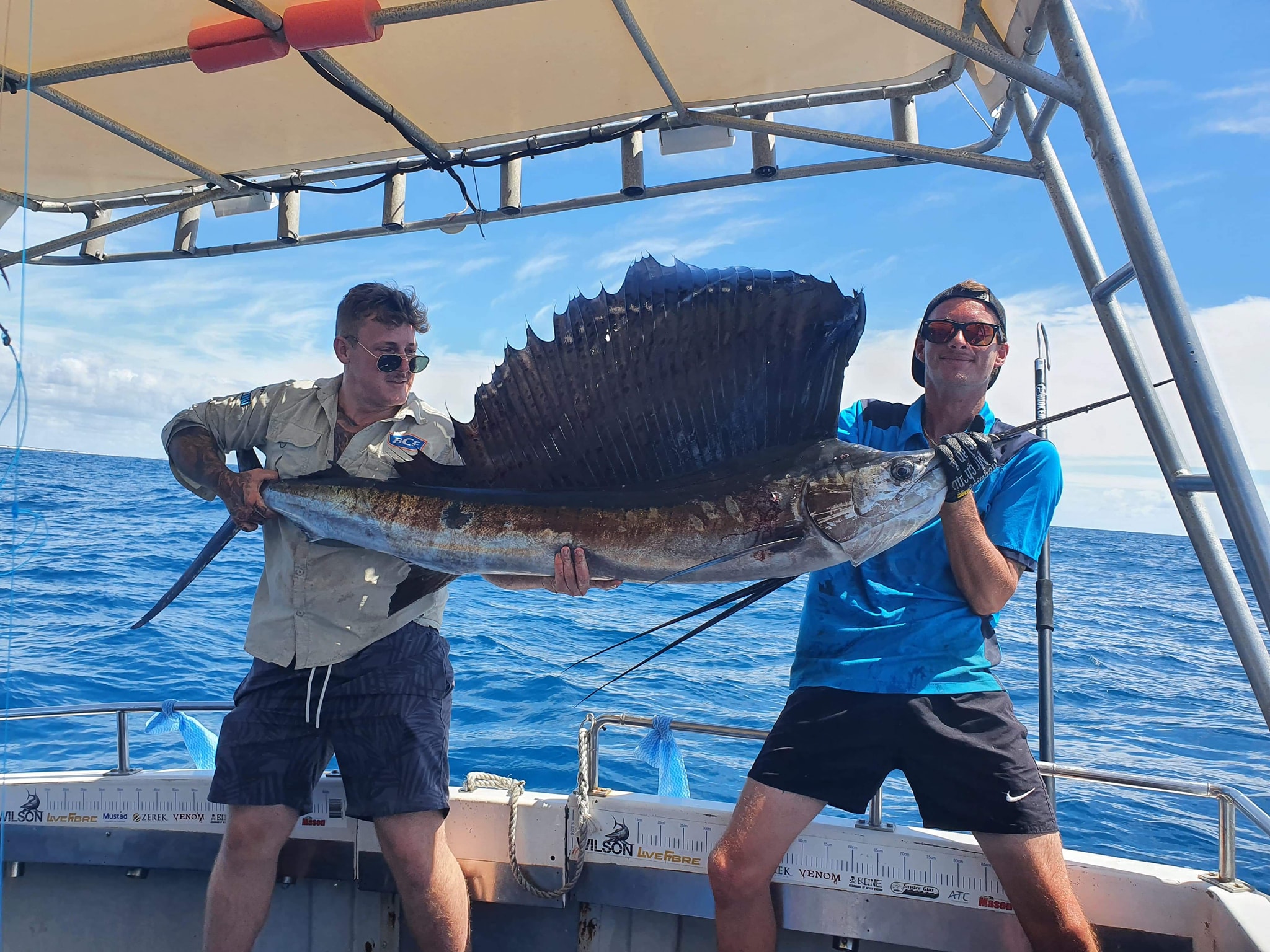 Gold coast sailfish