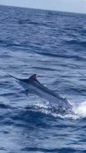 Fighting a black marlin