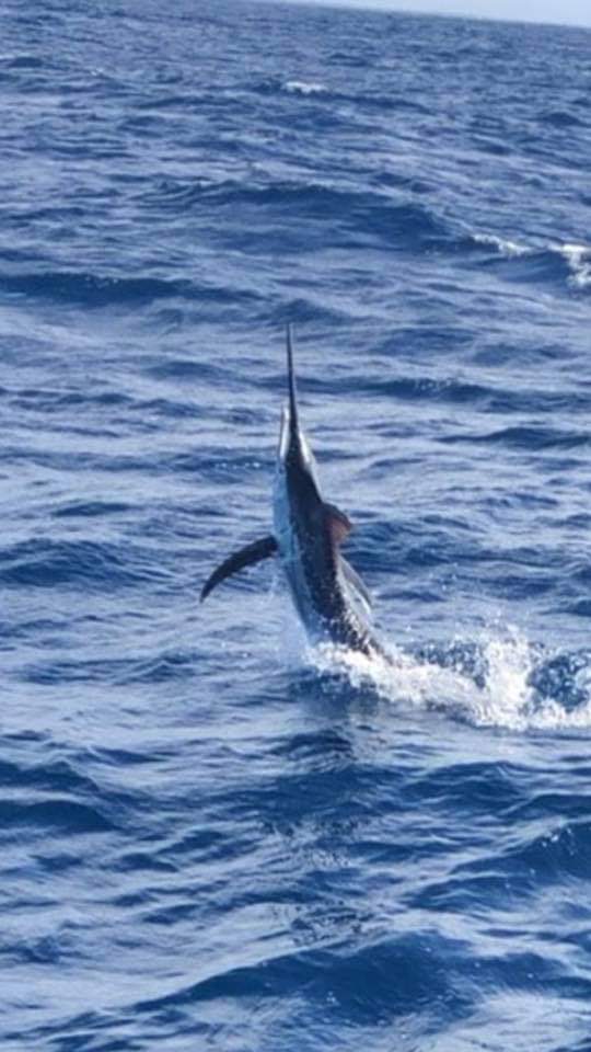 Marlin fishing gold coast