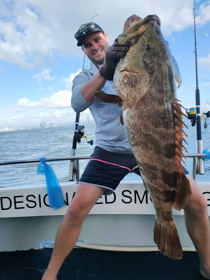 cod caught at the 24 fathom reef off the gold coast