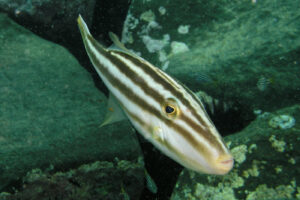 leatherjacket cruising a gold coast reef