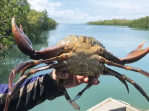 Mastering the Art of Mud Crabbing on the Gold Coast