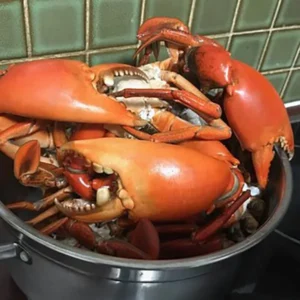 Mastering the Art of Mud Crabbing on the Gold Coast: A Comprehensive Guide