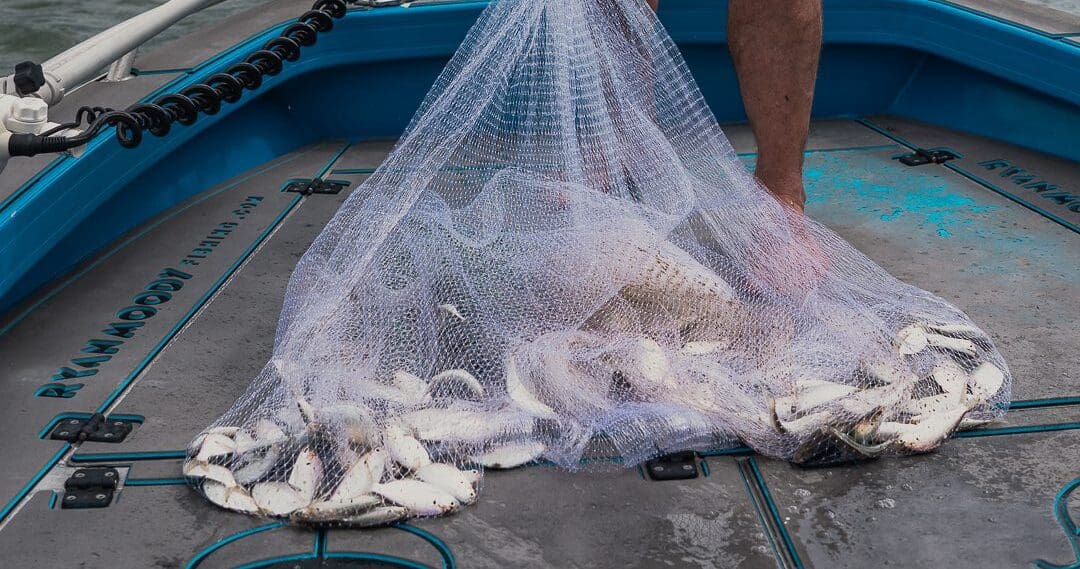 cast netting gold coast