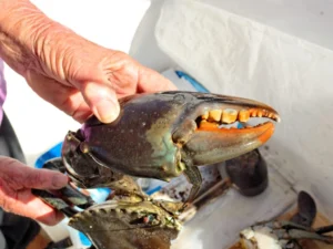 Retrieving and Measuring Your Gold Coast Mud Crabs