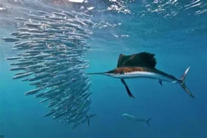sailfish balling up bait