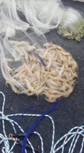 cast netting, prawning on the Gold coast