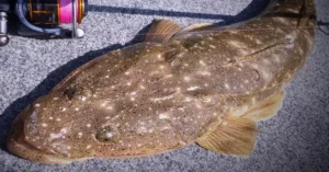 Broadwater Fishing Charters – Gold Coast