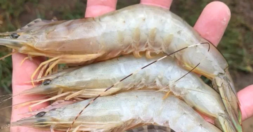 Catching and Cooking Local Fish Species on the Gold Coast