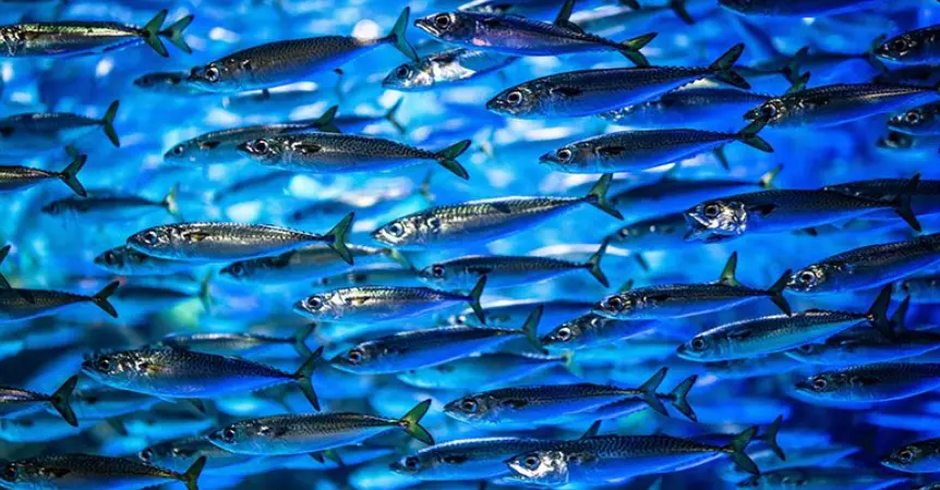 Catching Live Bait On The Gold Coasts Close Reefs