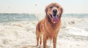 Dog-Friendly Beach: Paradise for Four-Legged Friends