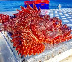 Beware of scorpion cod spikes