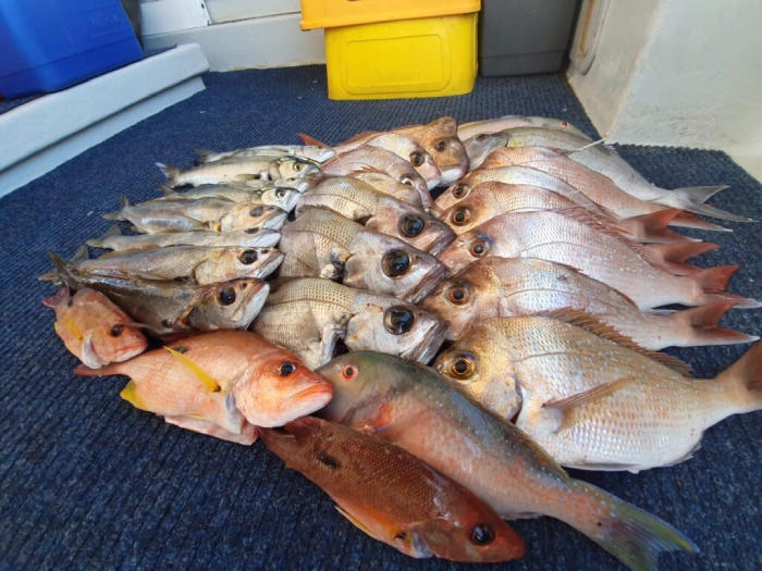 Mastering the Gold Coast’s Bounty Introduction