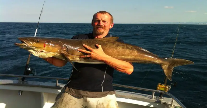 Gold coast Cobia fishing , Australia