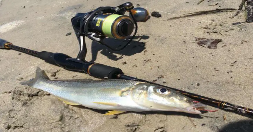 Gold Coast Whiting Fishing