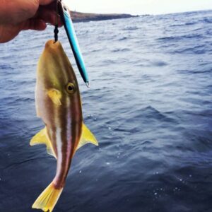 leatherjacket caught on a jig