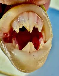Gold coast leatherjackets teeth